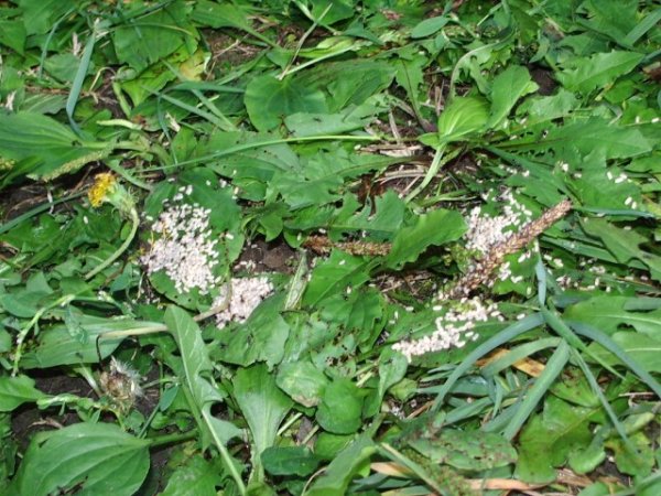 Nid de fourmis
