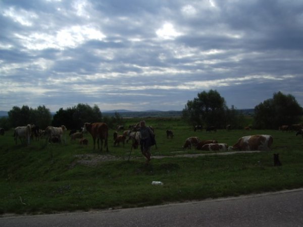 Dame qui garde les vaches