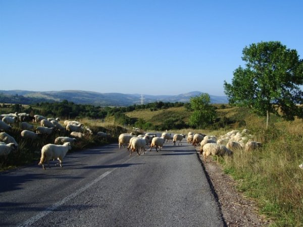 Traverse de moutons